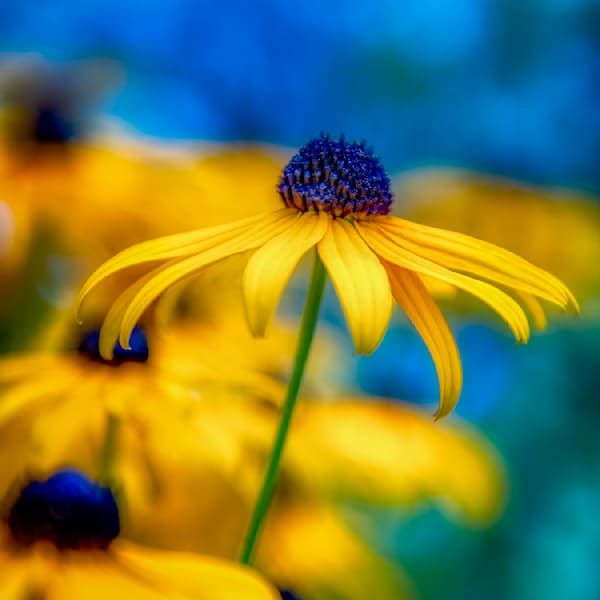 E8 A7495 12x12 Crop 1223 Photography Art | Michael Malandra Fine Art & Photography