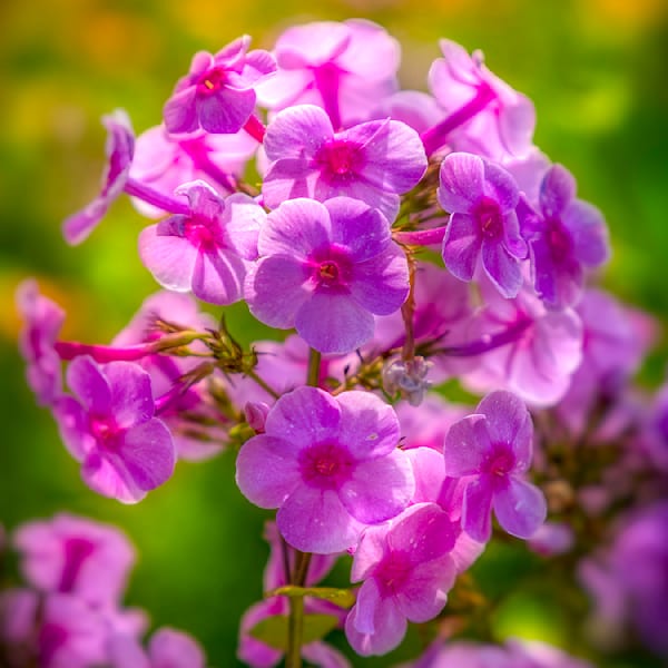 E8 A7485 12x12 Crop 1223 Photography Art | Michael Malandra Fine Art & Photography