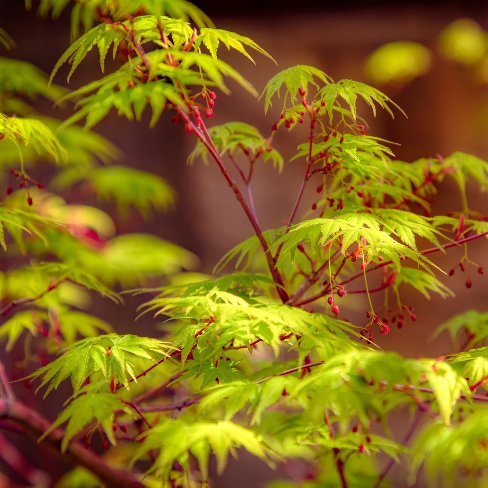E8 A3707 12x12 Crop 1223 Photography Art | Michael Malandra Fine Art & Photography