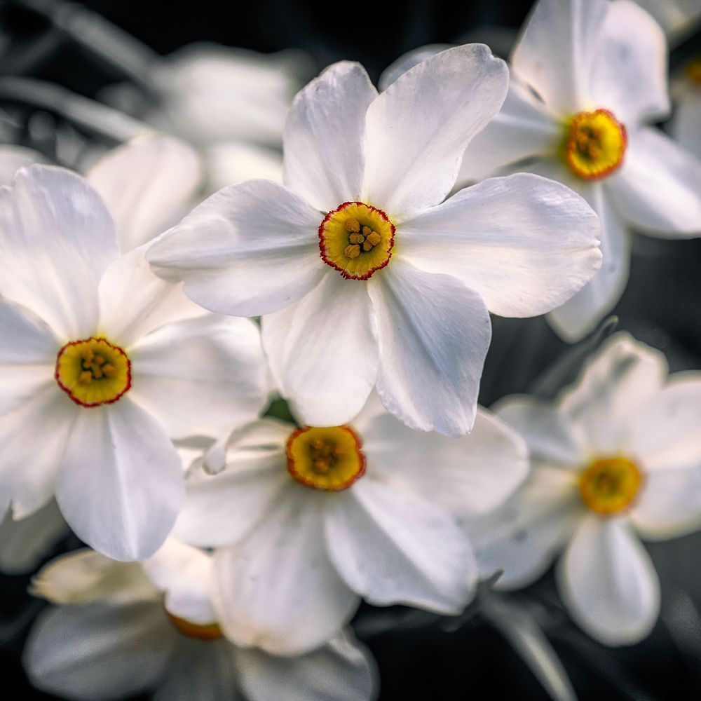 E8 A3462 12x12 Crop 1223 Photography Art | Michael Malandra Fine Art & Photography