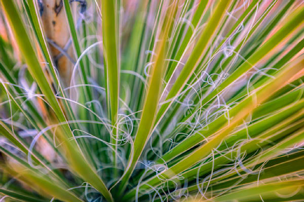 E8 A0376 Edited 20x30 Crop Photography Art | Michael Malandra Fine Art & Photography