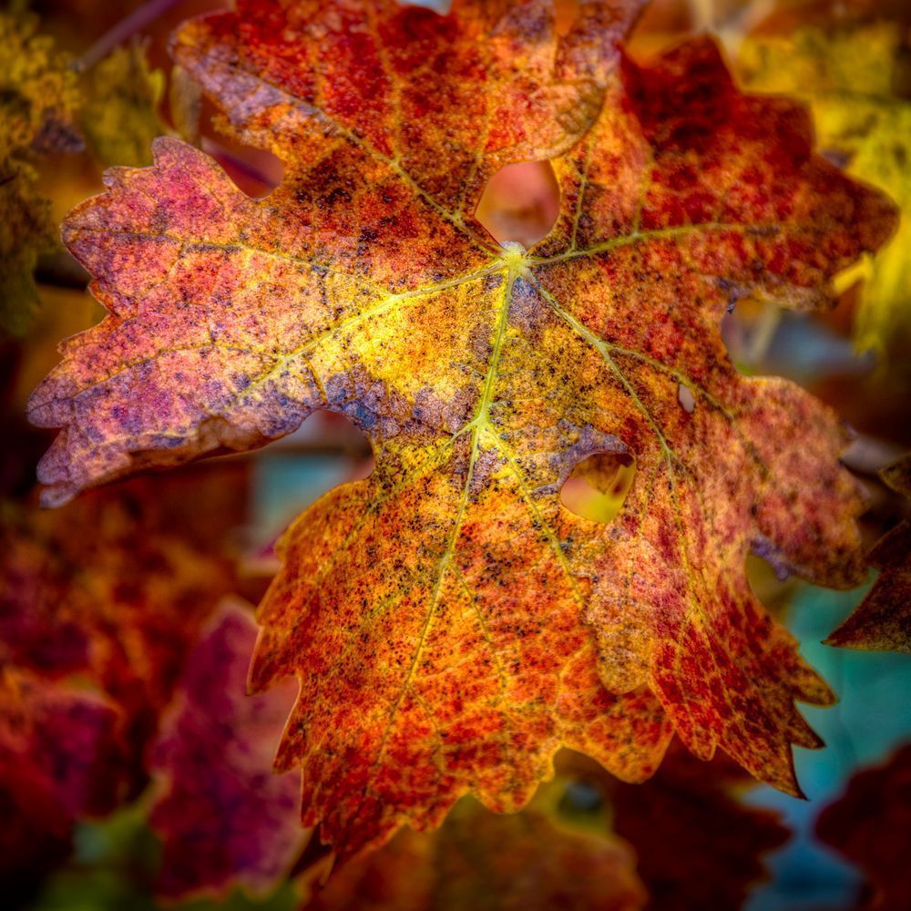 E8 A0143 Edited 2 Edit 12x12 Crop Photography Art | Michael Malandra Fine Art & Photography