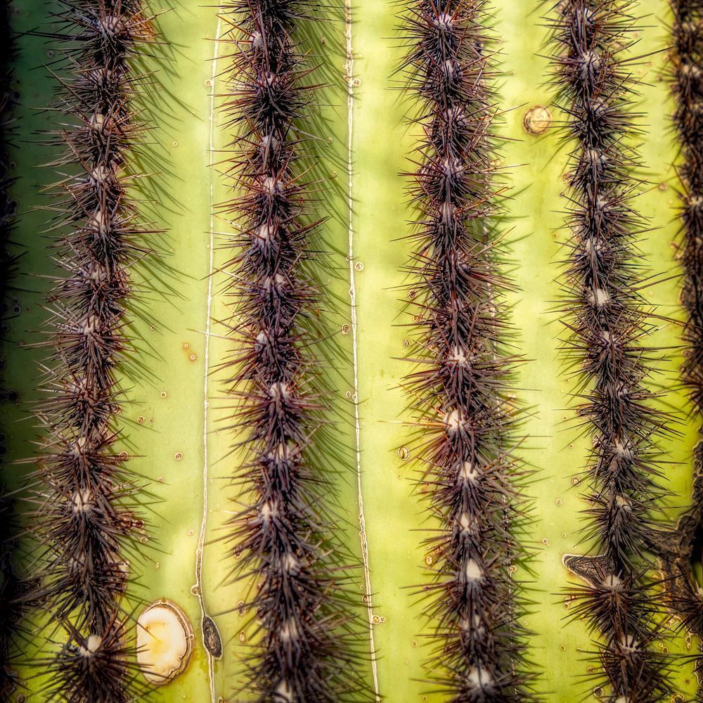 E8 A0737 Edited 0225 12x12 Crop Photography Art | Michael Malandra Fine Art & Photography