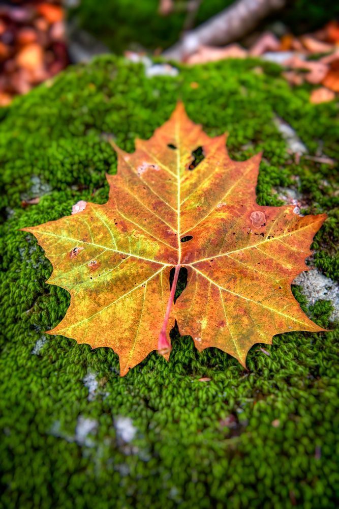 E8 A0811 Edited 1223 20x30 Crop Photography Art | Michael Malandra Fine Art & Photography