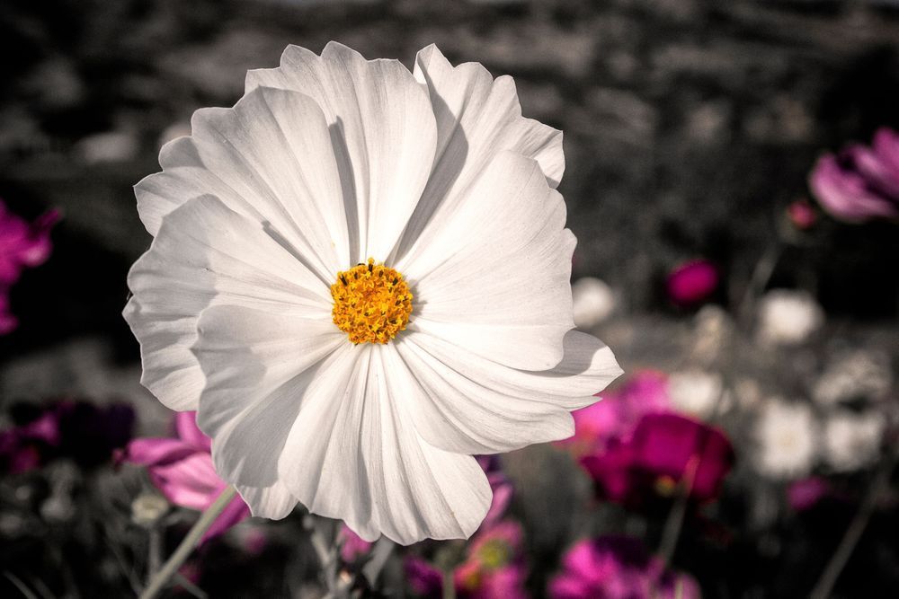 Mg 7722 Edited 20x30 Crop Photography Art | Michael Malandra Fine Art & Photography