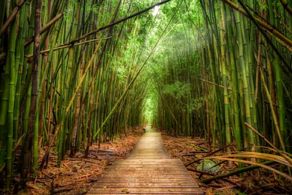 The Traveler’s Path Winding Roads & Endless Trails