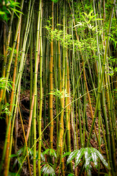 Mg 3508 Edited 0125 Edit 20x30 Crop Photography Art | Michael Malandra Fine Art & Photography