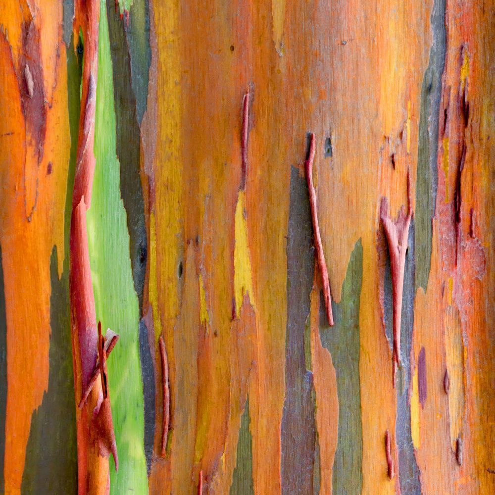 Eucalyptus Tree 12x12 Crop 1223 Photography Art | Michael Malandra Fine Art & Photography