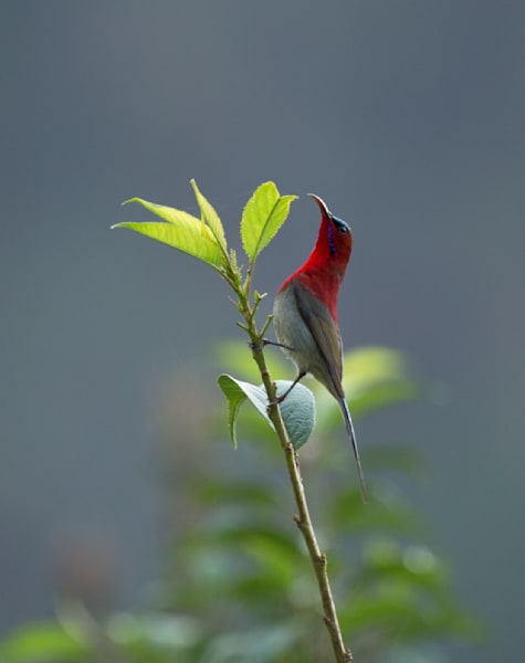 Crimson Sunbird perched pretty l Sattal, Uttarakhand India
