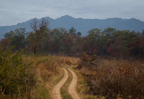 Meandering ways - Serene Forest Landscape with a Winding Trail
