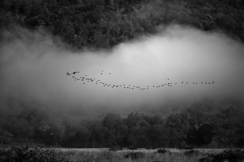 Cormorants Against The Cloud Over Ramganga River Photography Art | Husein Latif