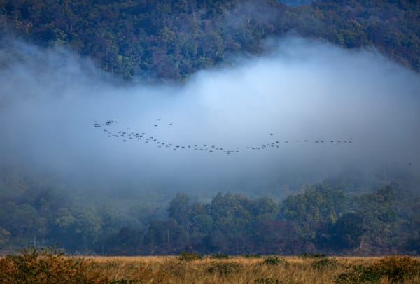 Embracing the Mist: Cormorants Taking Flight in a Serene Corbett National Park Landscape