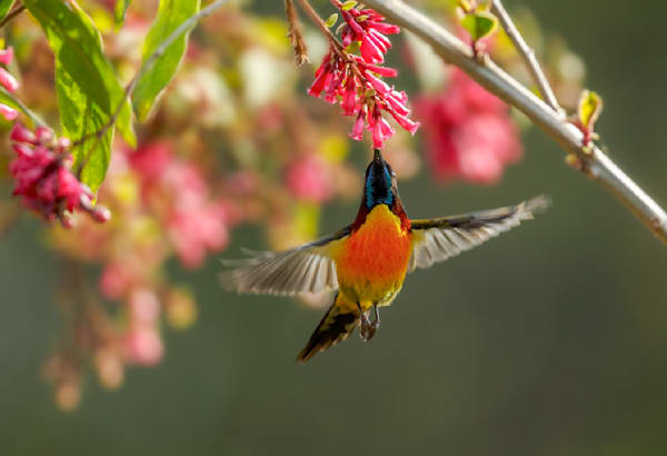 A burst of color and action among the Blossoms - Green-tailed Sunbird - Lava Kalimpong