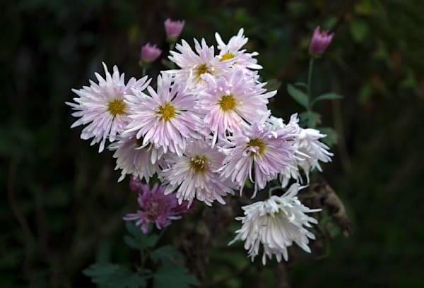 In Bloom -  Flowers on the roadside.