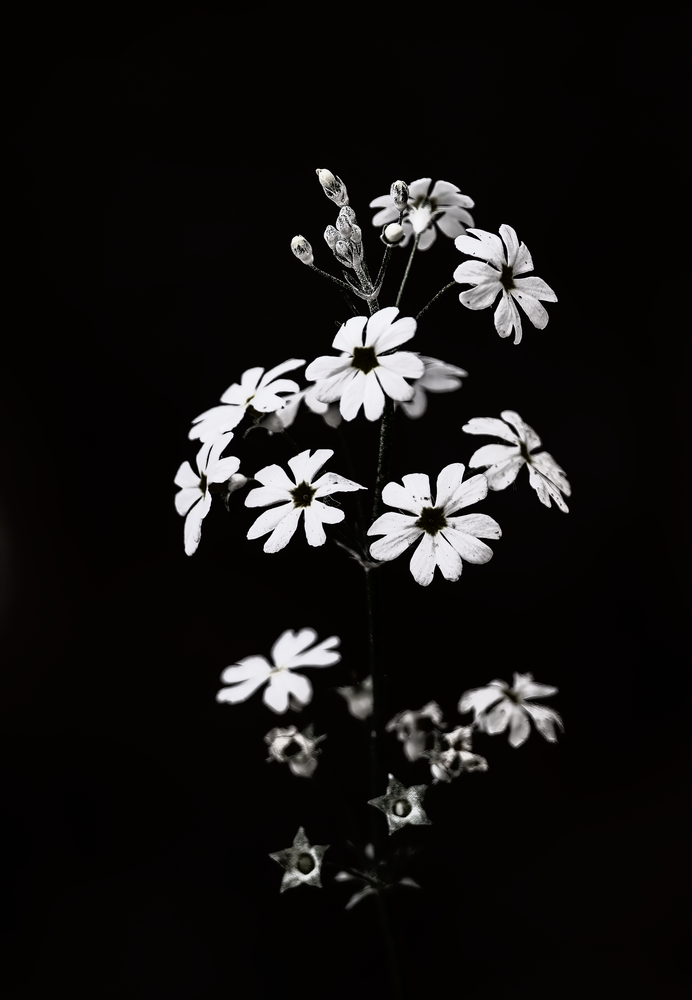 Flowers In The Wild L Corbett Photography Art | Husein Latif