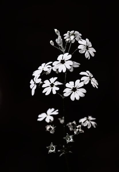 Flowers in the wild l Corbett