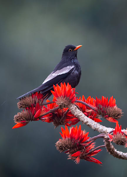 Grey-winged Blackbird perched on a bloom of an Indian Coral tree - Latpanchar, West Bengal