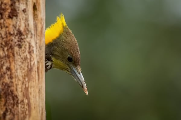Greater Yellownape woodpecker taking a peek l Sattal, Uttarakhand India