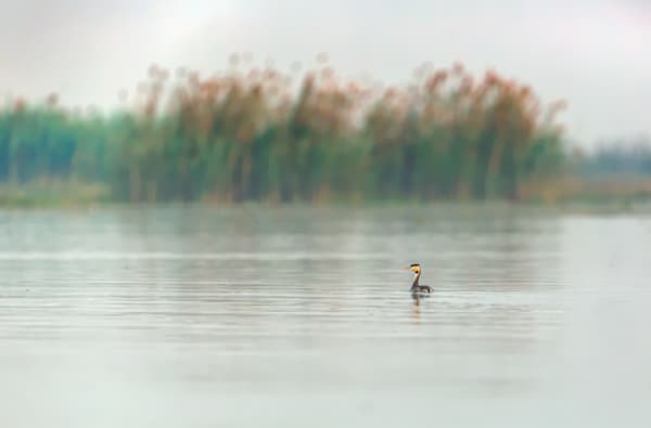 Grace in the Marshes...Great crested Grebe on a misty morning