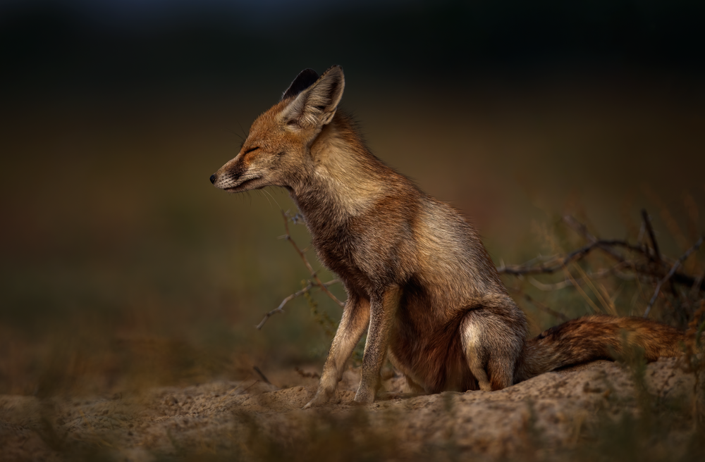 Desert Fox In Contemplation Photography Art | Husein Latif