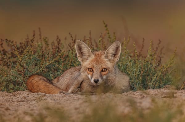 Whispers of the Rann: A Fox's Vigil in the Desert