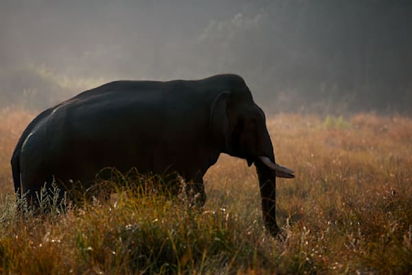 Dawn's Gentle Giant: Male tusker in Corbett