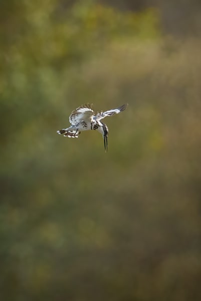 Precision Hover - Pied Kingfisher in Hunt Mode
