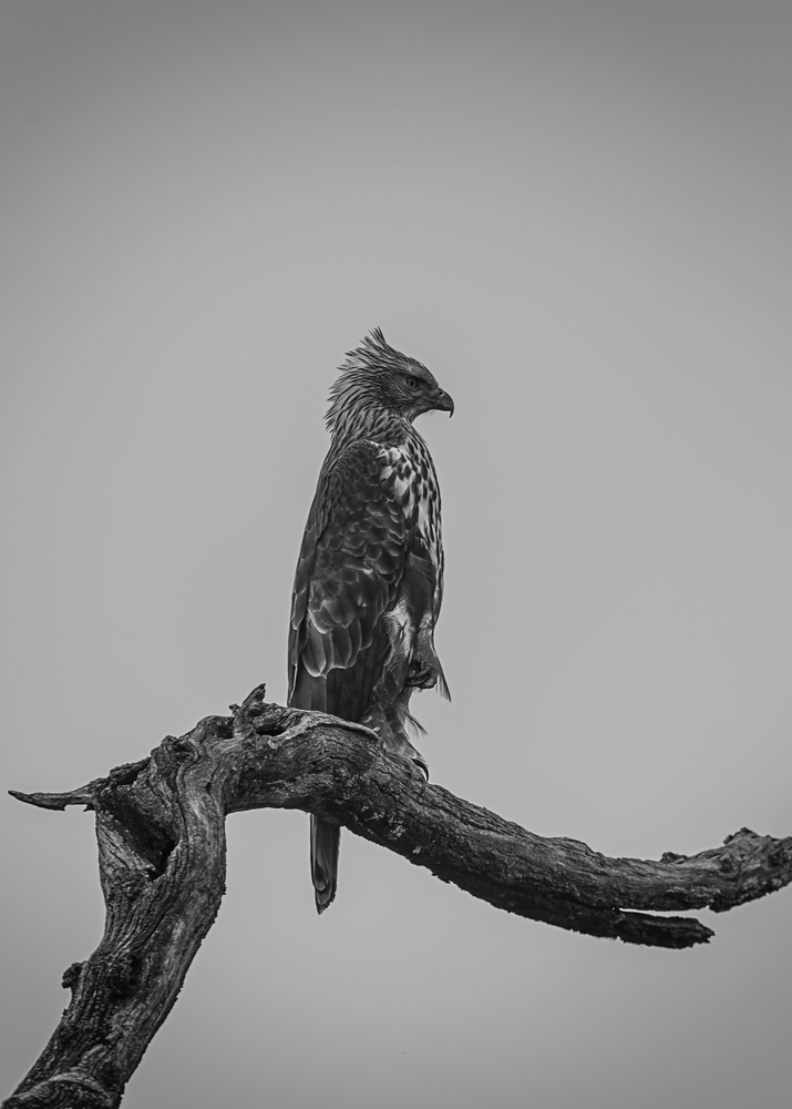 Presence Photography Art | Husein Latif