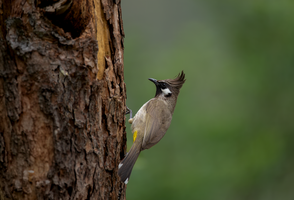 Himalayan Bulbul   Sattal Stories Photography Art | Husein Latif