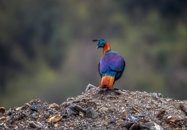 Himalayan Monal on the mountainside