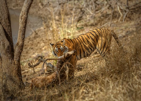 Instinct and Elegance : Ranthambore Diaries