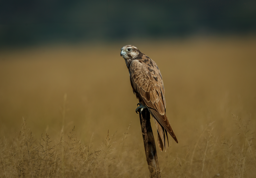 Laggar Falcon: Tal Chappar Photography Art | Husein Latif