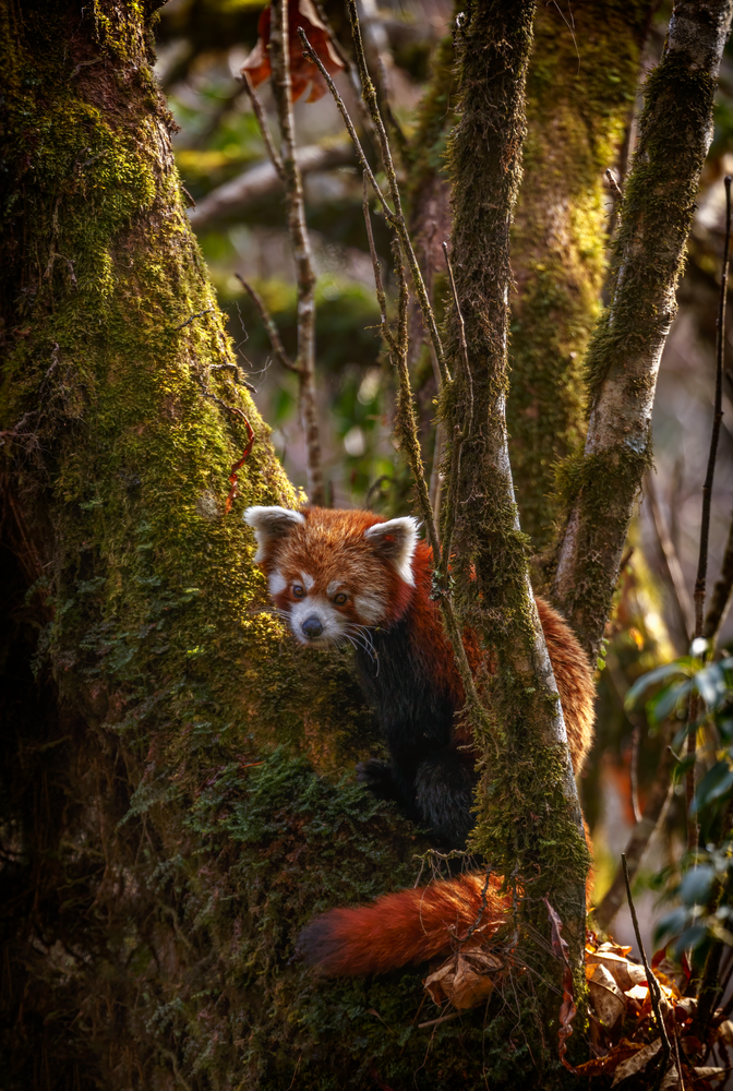Crimson Flame In The Mist: Red Panda Of Singalila Photography Art | Husein Latif
