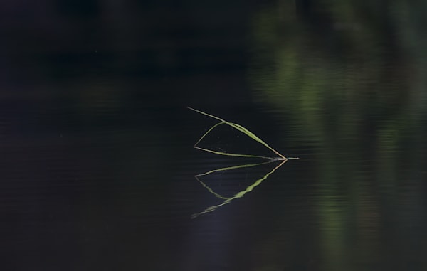 Nature's Calm: Grass and Water Reflection Art