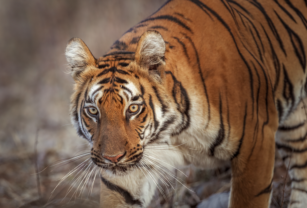 Fire And Stripes...A Tiger Closeup Photography Art | Husein Latif