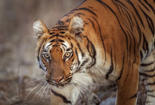 Fire and Stripes...a tiger closeup