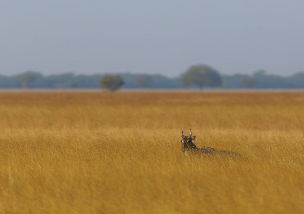 Silent Sentinel   A Blue Bull In Velavadar's Savannah Photography Art | Husein Latif