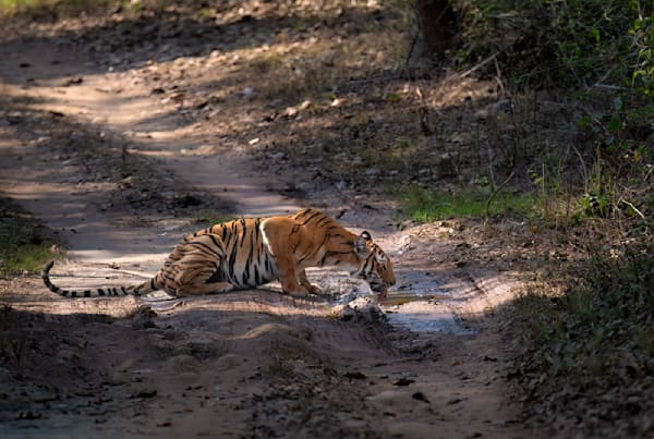 Tiger Moments in Corbett National Park