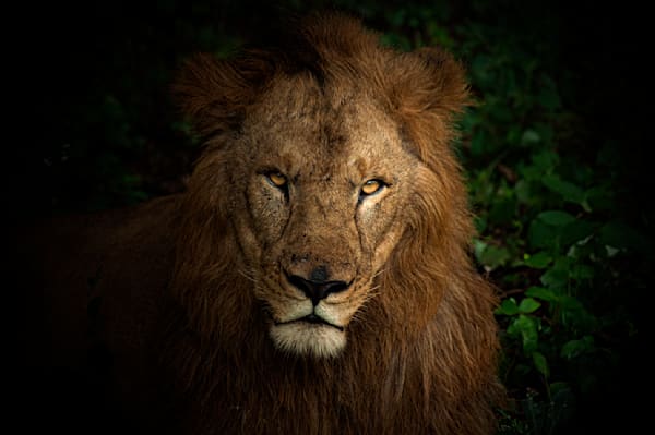 The King's Gaze: Majestic African Lion Portrait