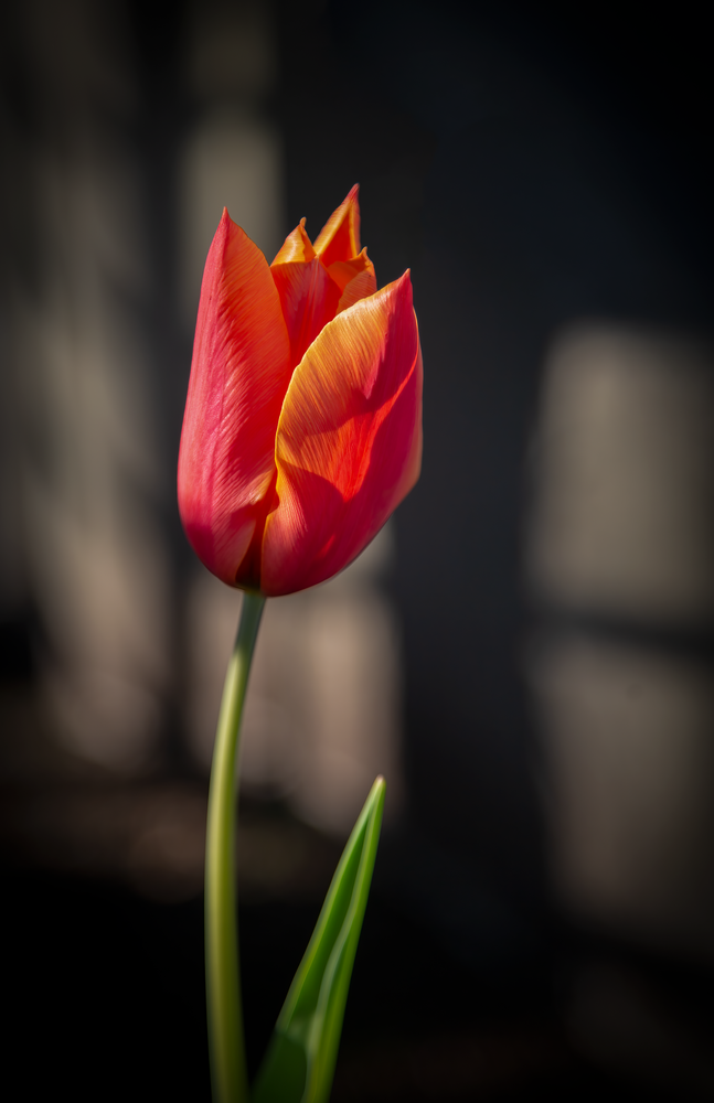 Tulip In Soft Light Photography Art | Husein Latif