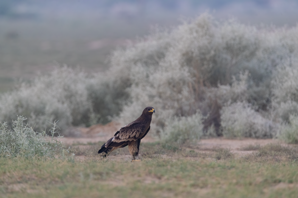 Spirit Of The Desert   Greater Spotted Eagle L Bikaner, Rajasthan India Photography Art | Husein Latif
