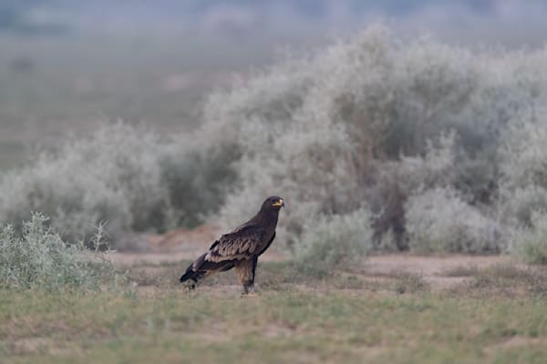 Spirit of the Desert - Greater Spotted Eagle l Bikaner, Rajasthan India