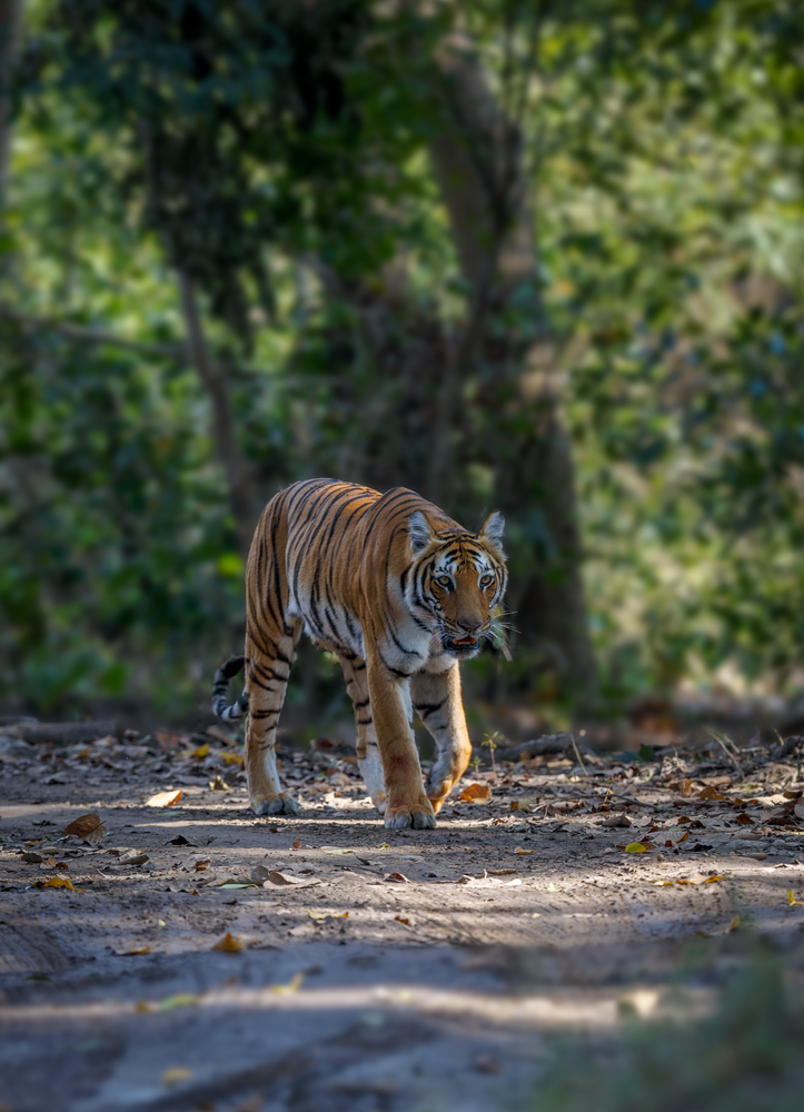 Tigress Parwaali: Fluidity & Grace Photography Art | Husein Latif