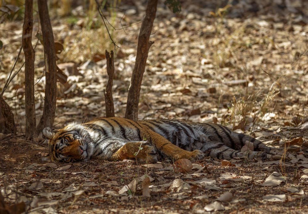 Afternoon Siesta: Tigress Sidhi In Ranthambore Photography Art | Husein Latif