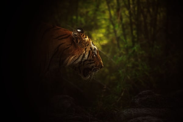 Matkasur: Tadoba Diaries