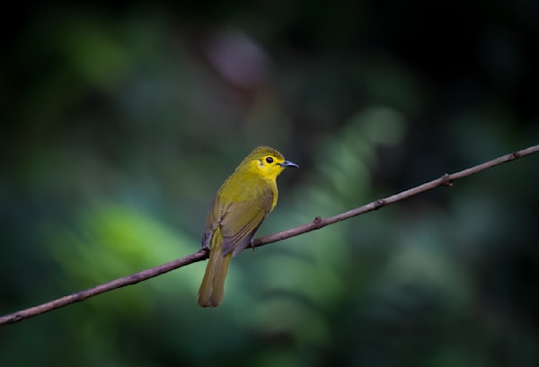 Yellow browed bulbul in a moment of stillness.