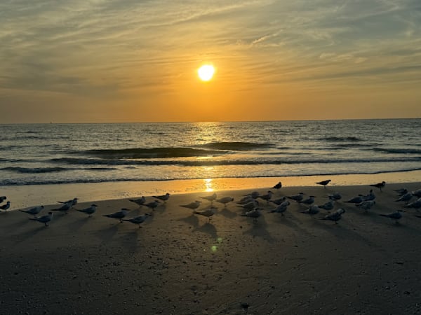 Sunset For The Birds Photography Art | Catherine Burnside