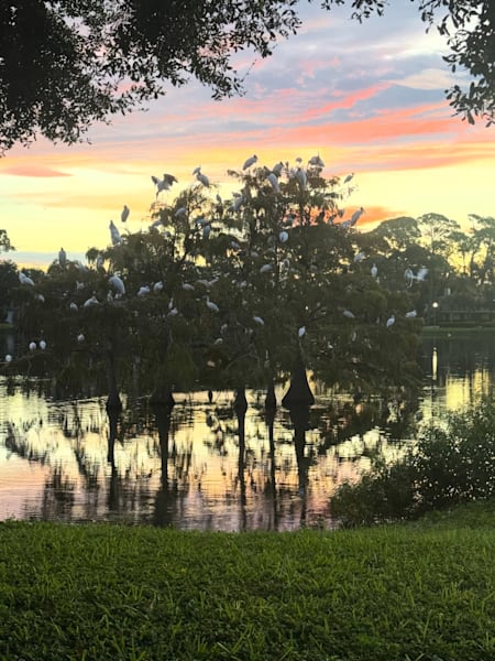 Trees Through Sunset Photography Art | Catherine Burnside