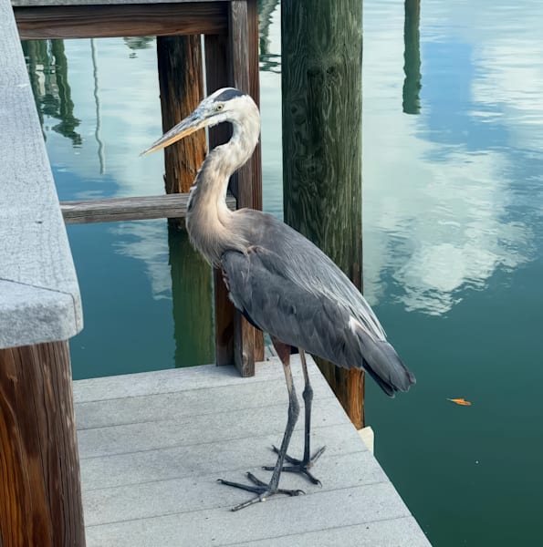 Bird's Prominence Photography Art | Catherine Burnside