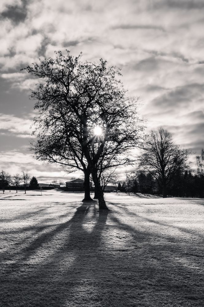 Sunbreak Among Trees Photography Art | Val Miranda Photography
